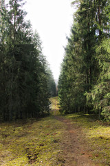The narrow trail between evergreen trees. Foggy forest background. Taking a walk in the nature park.