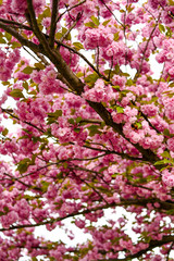Fresh spring blossom flower, pink color.