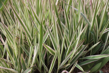 Sedge decorative. Silver wheatgrass. Blue sedge. Striped green grass Variegated sedge 'Ice Dance' (Carex morrowii, foliosissima) for an alpine hill. Ornamental long grass, evergreen sedge with white-g