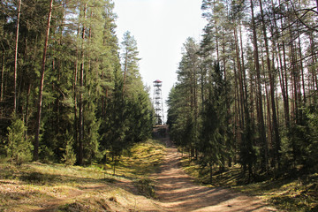 Fototapeta na wymiar Taking a walk in the nature park. Exploring forest trails and seeking for observation tower in parkland of Ogre, Latvia.