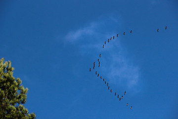 Birds migration under the clear blue sky. Flock of birds that come back in country after the winter.