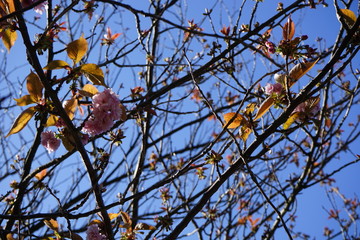 Frühe Blüten an einer japanischen Zierkirsche