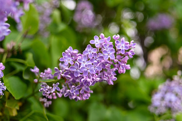Obraz premium Fresh spring blossom flower, purple color.