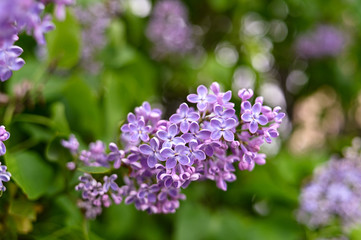 Fresh spring blossom flower, purple color.