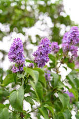 Obraz premium Fresh spring blossom flower, purple color.