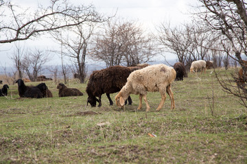 A flock of sheep grazes in nature. Countryside, farming. Natural rustic background