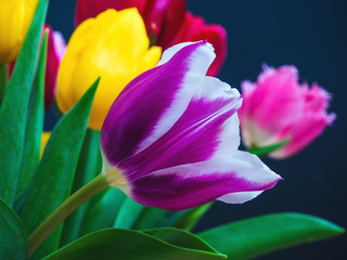 beautiful purple tulip in the center of a multi-colored bouquet on a dark blue background close-up