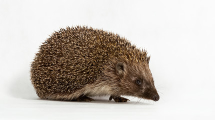 Cute hedgehog on a white background