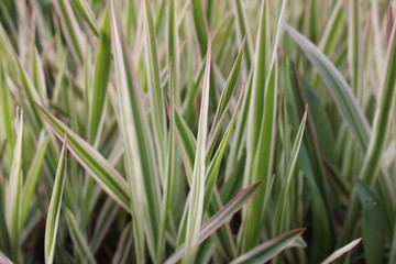 Sedge decorative. Silver wheatgrass. Blue sedge. Striped green grass Variegated sedge 'Ice Dance' (Carex morrowii, foliosissima) for an alpine hill. Ornamental long grass, evergreen sedge with white-g
