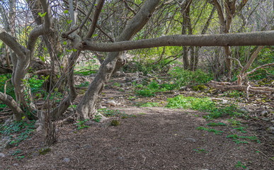 Obraz premium Picturesque and tipical vegetation near to 
