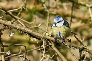Blaumeise in einem Apfelbaum