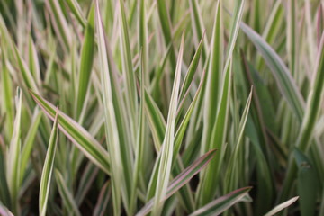 Sedge decorative. Silver wheatgrass. Blue sedge. Striped green grass Variegated sedge 'Ice Dance' (Carex morrowii, foliosissima) for an alpine hill. Ornamental long grass, evergreen sedge with white-g