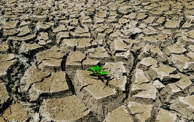 Drought soil tree on the ground of ecology and the environment
