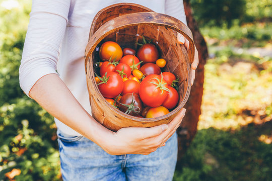 Gardening And Agriculture Concept. Young Woman Farm Worker Hands Holding Basket Picking Fresh Ripe Organic Tomatoes In Garden. Greenhouse Produce. Vegetable Food Production.