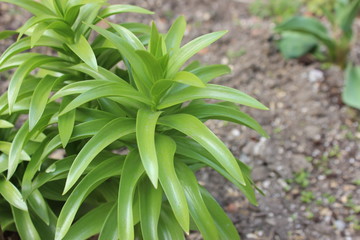 Obraz premium The bush of a garden lily. Fritillaria imperialis. Daylily sprout on a fonzemly. One of the stages of the flower growth is the Tsar’s crown.