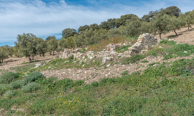 Fototapeta na wymiar View of countryside with olive trees. Villanueva of Trabuco. Malaga. Spain.