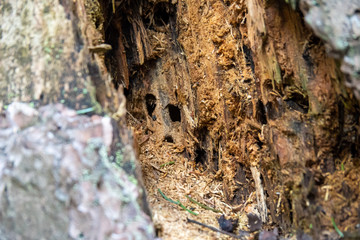 Close up yellow fallen autumn maple leaf on an old brown rotten tree stump, landscape