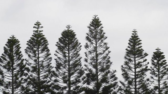 Tops Of Tall Island Pine Trees