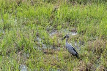 Obraz na płótnie Canvas Asian openbill stork bird in the rice field and looking for shell food.