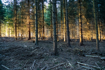Golden hue of sunlight streaming through October leaves in Adirondack hemlock forest. Tall tree trunks stand with high canopy of vibrant gold and yellow in autumn forest.