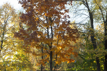 Beautiful autumn view in parks of Chisinau.