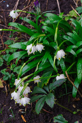 Blooming white spring bloom of Leucojum vernum in the garden, early spring.