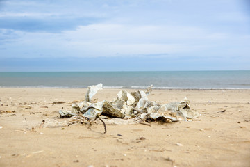 Fototapeta na wymiar Garbage on the beach .Waste plastic bottle on sand.