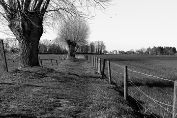 long end of the meadow next to the footpath and willow trees in black and white