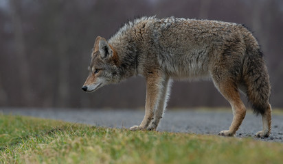 Naklejka na ściany i meble Coyote in Canada 