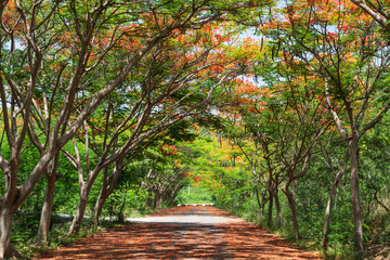 The Flame Tree or Royal Poinciana tunnel