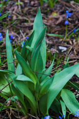 Young green leaves of tulips make their way through the ground in early spring.