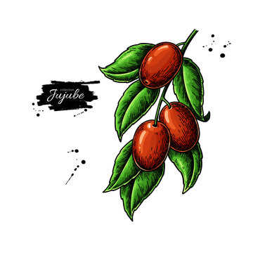 Jujube branch vector drawing. Chinese Date isolated illustration. Hand drawn botanical berries