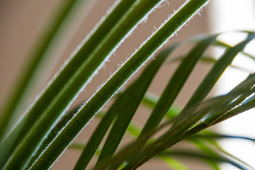 Detail Green fern leaves on white background.