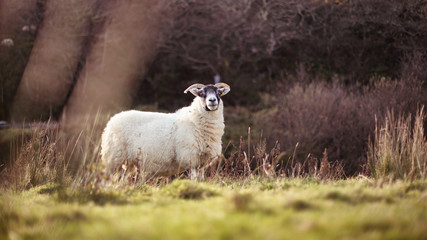 Obraz premium Voyage en Ecosse