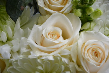 Group of Beautiful White Roses Close Up