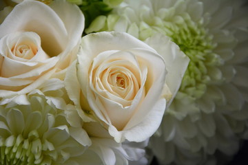 2 Beautiful White Roses Close up