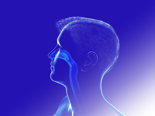 3D illustration of Human Head Anatomy. Of transparent crsital showing the interior of the nose and the nostrils. ENT.
