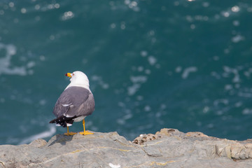 Seagull couple on the cliff