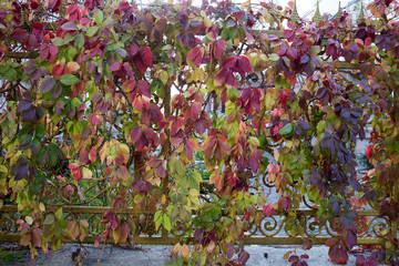 Motley winding vines on a metal fence.