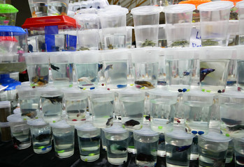 KUALA LUMPUR, MALAYSIA -MARCH 01, 2020: The colorful fighting fish is individually separated in different small plastic containers to prevent it from fighting. Ready to sell to buyer.