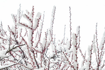 Blossoming apricot branches covered in snow