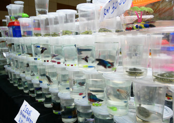 KUALA LUMPUR, MALAYSIA -MARCH 01, 2020: The colorful fighting fish is individually separated in...