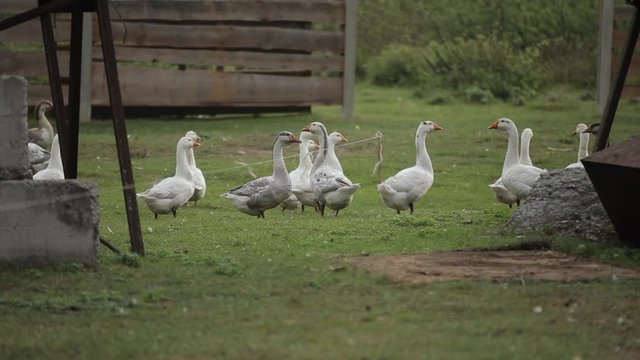 A flock of geese grazes on the green grass among farm buildings. Close-up