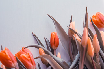 Delicate red tulips.