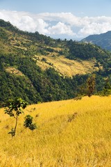 Fototapeta na wymiar rice or paddy fields in Nepal Himalayas mountains