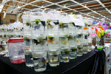 KUALA LUMPUR, MALAYSIA -MARCH 01, 2020: The colorful fighting fish is individually separated in different small plastic containers to prevent it from fighting. Ready to sell to buyer.
