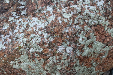 lichen on rock