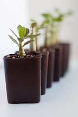 Seedlings are growing. A group of green shoots growing in pots. Green seedlings close -up. Adeniums grow from seeds. Homemade flowers in pots.