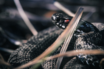 Red Eyed European Adder Curled Up Alert
