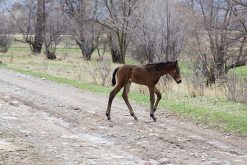 The foal is crossing the road. Grazing livestock.